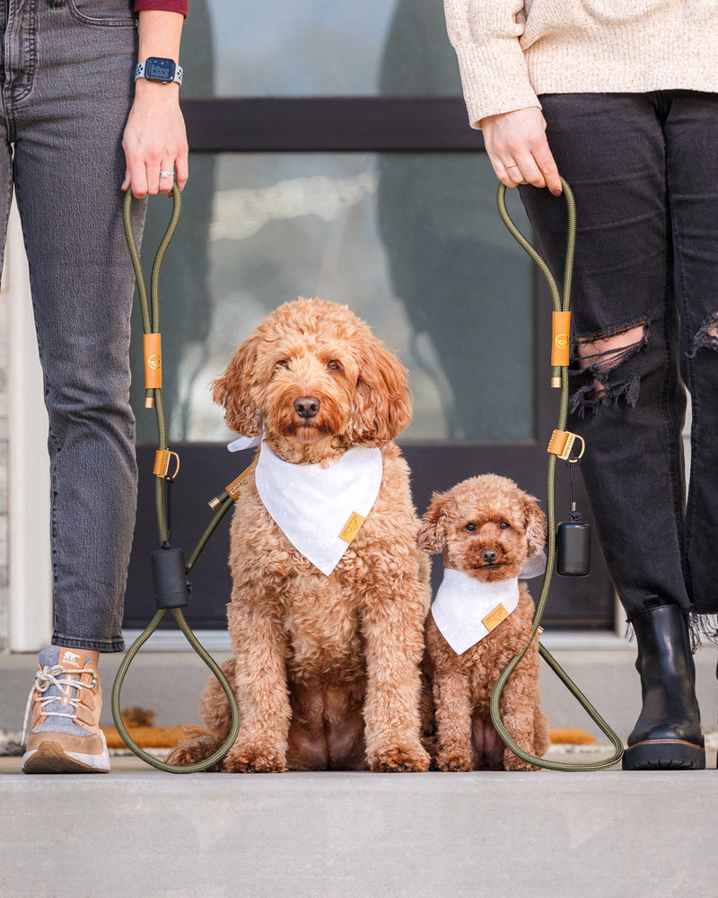 Manhattan Leash - Olive