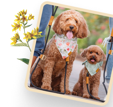 Golden retriever wearing a Remy and Roo bandana outdoors