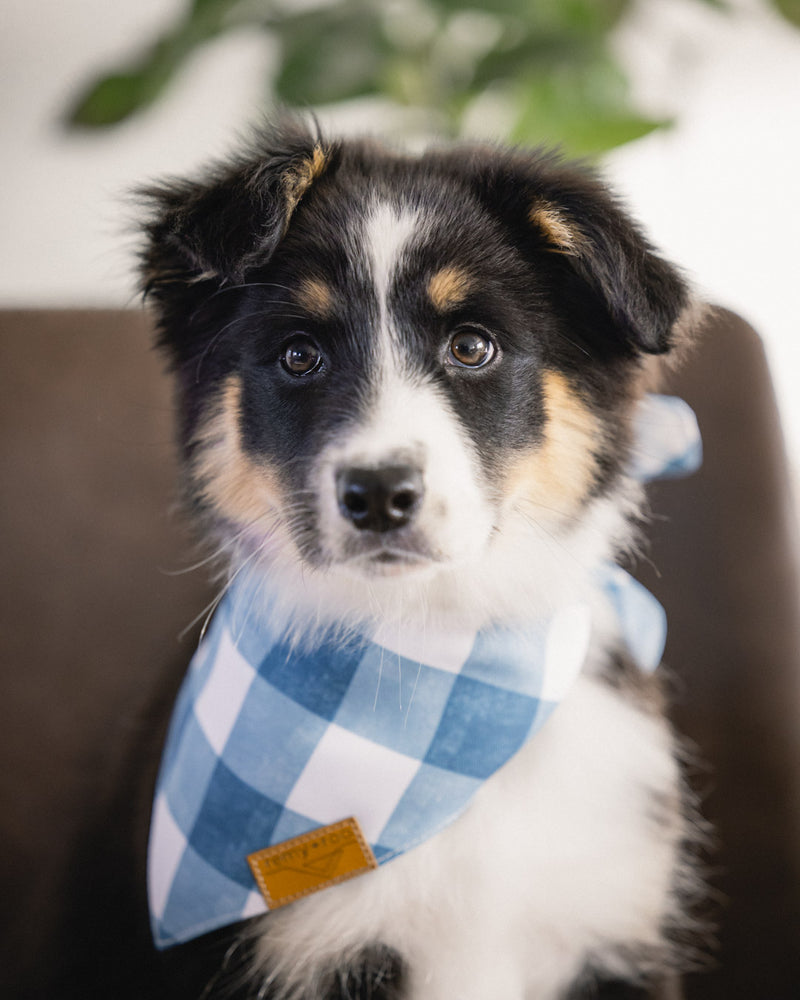 Blue Plaid